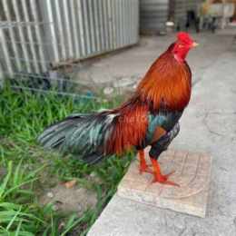 chợ tốt gà đã cần thơ