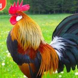 chợ tốt gà đá đà nẵng