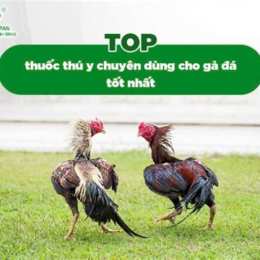 cho tốt gà đá dĩ an