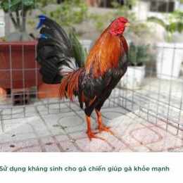 cho tốt ga da tiền giang