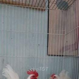 chợ tốt, gà đá tphcm