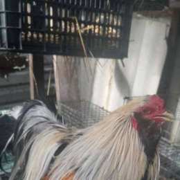 chợ tốt gà đá tra vinh