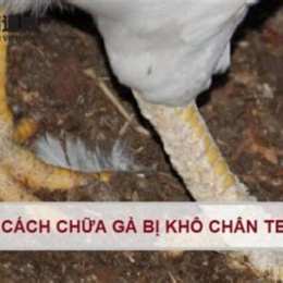 chữa gà khô da