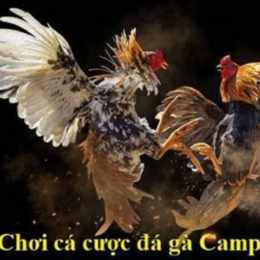 chung kết đá gà c3