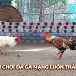 clip đá gà an độ