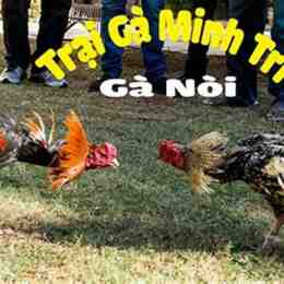 clip da ga noi cua sat moi nhat