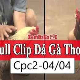clip đá gà thomo 67