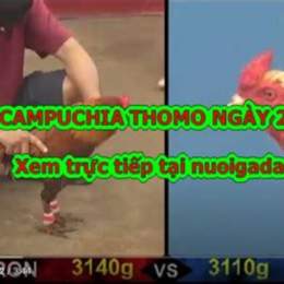 clip đá gà tre