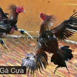 coi da ga cua sat
