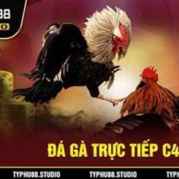 coi đá gà mang trực tiếp