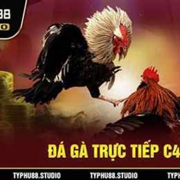 coi đá gà trực tiếp ngày nay