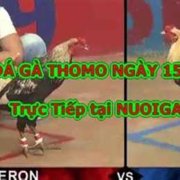 coi lại đá gà hôm nay
