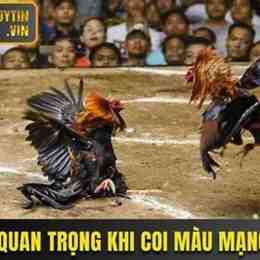 coi mạng gà đá