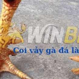 coi vay ga da