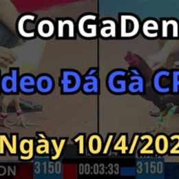 congaden trực tiếp đá gà