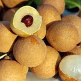 da cóc mà bọc bột lọc bot loc ma boc trung ga