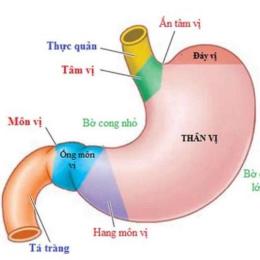 dạ dày tuyến và dạ dày cơ ở gà