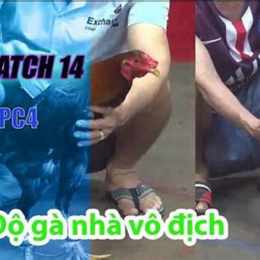 đá gà 14/1