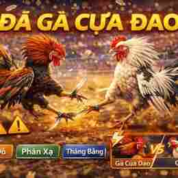 đá gà 24/3