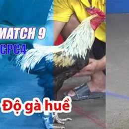 đá gà 27/4