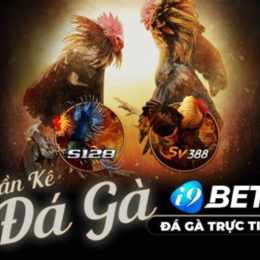 đá gà 2/8