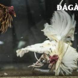 đá gà 67 daga67 blog