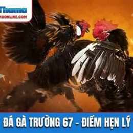 da gà 67 thomo
