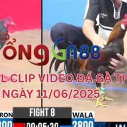 đá gà 88 c1 c2 c3 c4