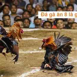 đá gà ăn 8 là gì