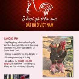 da ga an tien moi nhat