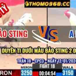 đá gà bảo sting với duyên ti