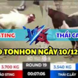 dá gà bảo sting