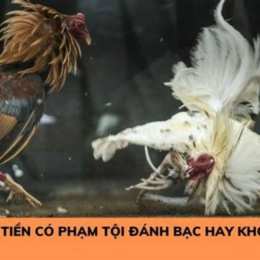 đá gà bị bắt phạt bao nhiêu tiền