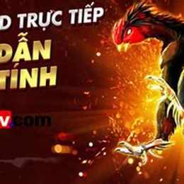 đá gà bình định trực tiếp