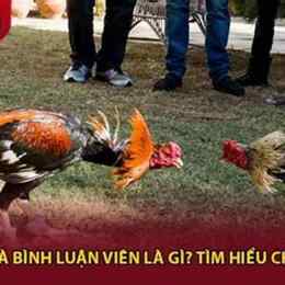 đá gà bình luận viên c1