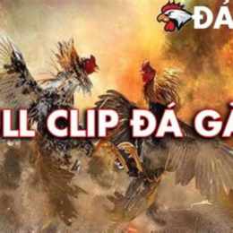 đá gà bồ bình hiệp