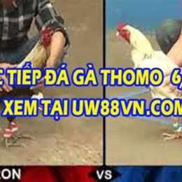 đá gà bữa nay trực tiếp