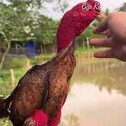 đá gà c1 bịp roykin