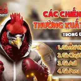 đá gà c2 trận số 8