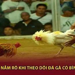 đá gà c3 bình luận viên