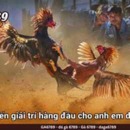 đá gà c3 hôm qua trận 54