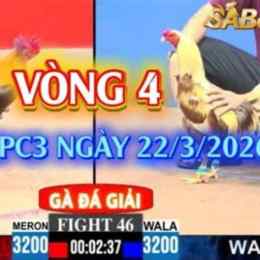 đá gà c3 ngày 26/10