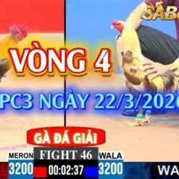 đá gà c3 ngày 30 3