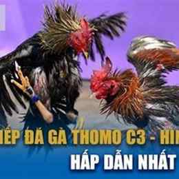 đá gà c3 ngày 8 tháng 12 năm 2024