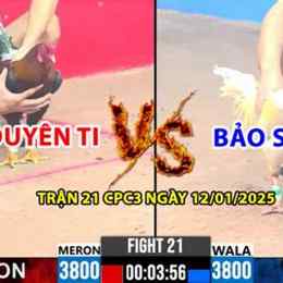đá gà c3 trận 21 ngày 12/12