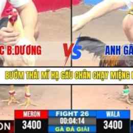 đá gà c3 trận 26