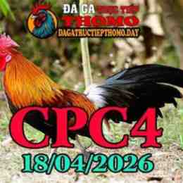 đá gà c4 trận 18 hôm nay