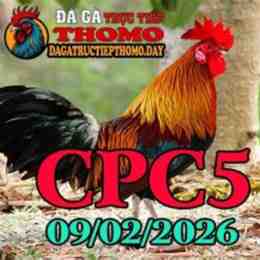 đá gà c5 ngày 26 tháng 8