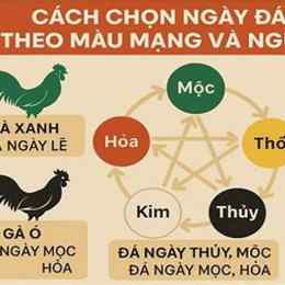 da ga ca mau 2016