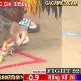 đá gà cam 77